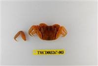 藏品(帝王仿相手蟹)的圖片